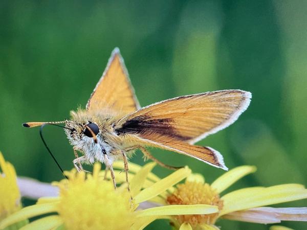 Zwartsprietdikkopje (Thymelicus lineola)